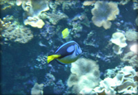 Plong&eacute;e sous-marine