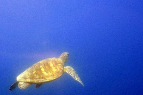 Plongée sous marine océan Indien